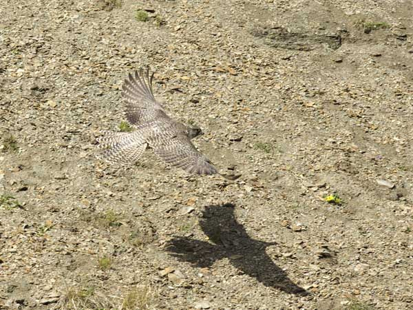 Tunturihaukka, Gyr Falcon, Falco rusticolus