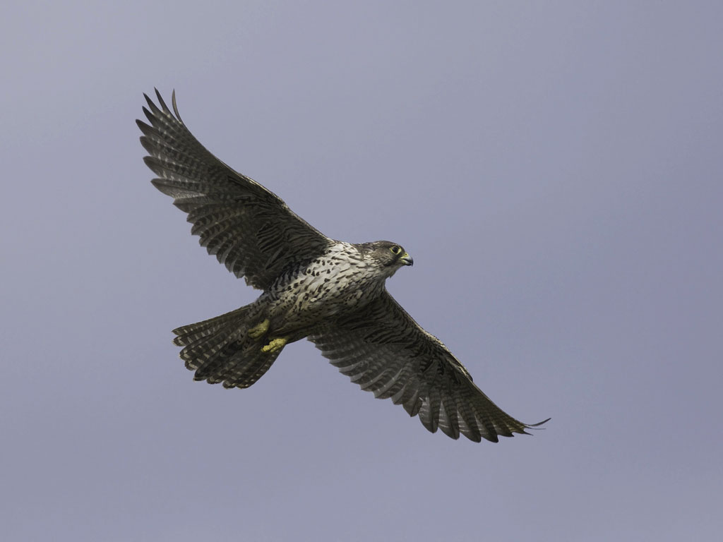 Tunturihaukka, Gyr Falcon, Falco rusticolus