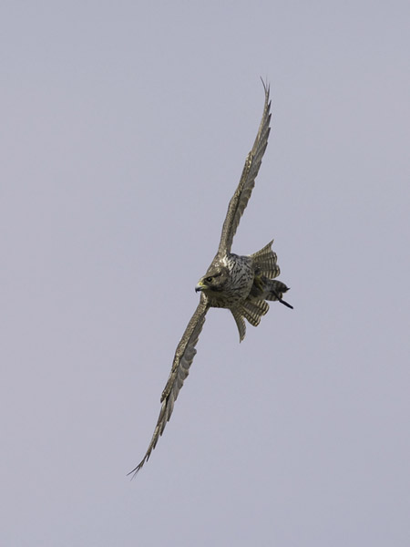 Tunturihaukka, Gyr Falcon, Falco rusticolus