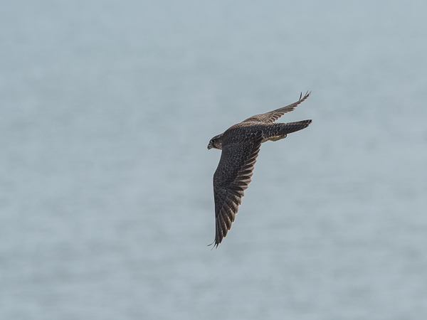 Tunturihaukka, Gyr Falcon, Falco rusticolus