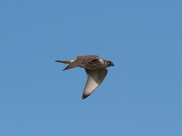 Tunturihaukka, Gyr Falcon, Falco rusticolus