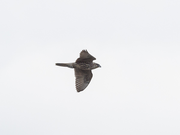 Tunturihaukka, Gyr Falcon, Falco rusticolus