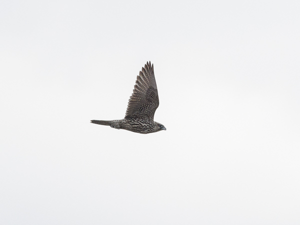 Tunturihaukka, Gyr Falcon, Falco rusticolus