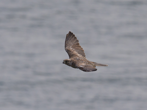 Tunturihaukka, Gyr Falcon, Falco rusticolus