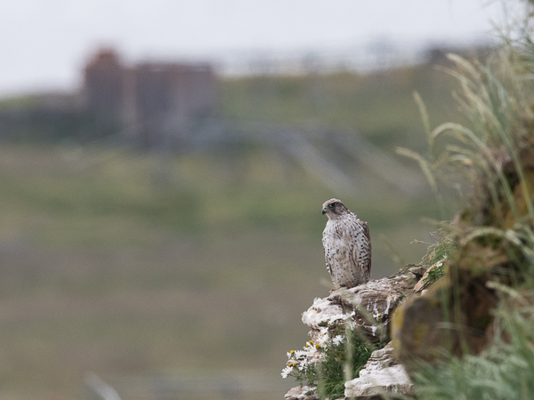 Tunturihaukka, Gyr Falcon, Falco rusticolus