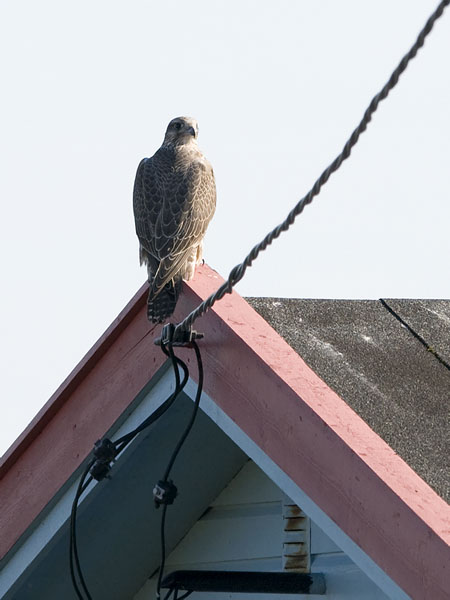 Tunturihaukka, Gyr Falcon, Falco rusticolus