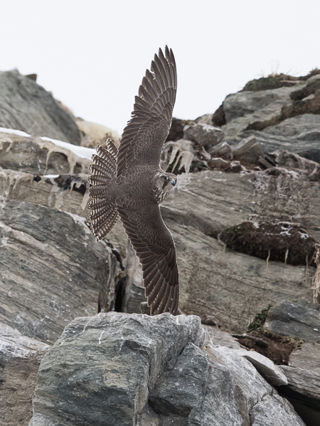 Tunturihaukka, Gyr Falcon, Falco rusticolus