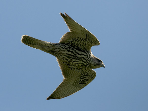 Tunturihaukka, Gyr Falcon, Falco rusticolus