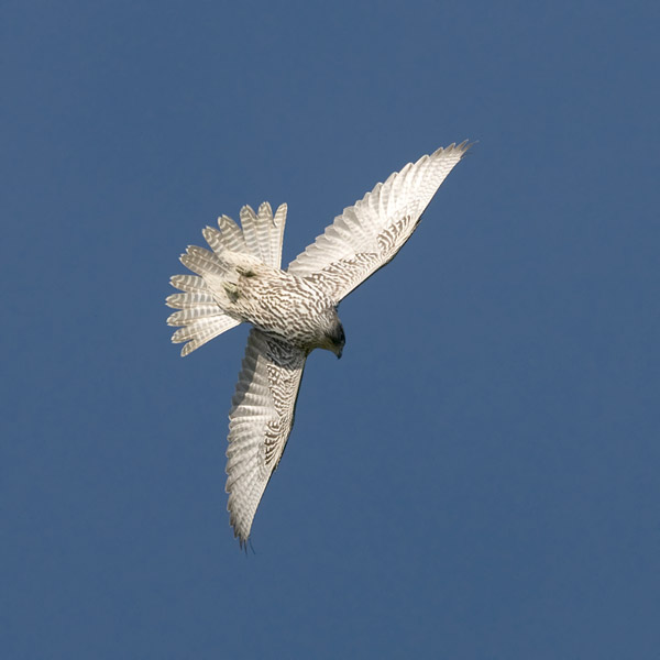 Tunturihaukka, Gyr Falcon, Falco rusticolus