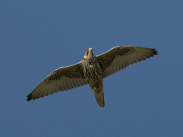 Tunturihaukka, Gyr Falcon, Falco rusticolus
