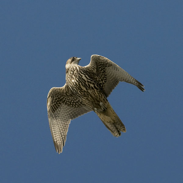 Tunturihaukka, Gyr Falcon, Falco rusticolus