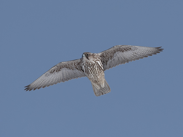 Tunturihaukka, Gyr Falcon, Falco rusticolus