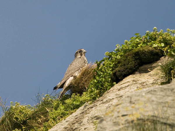 Tunturihaukka, Gyr Falcon, Falco rusticolus