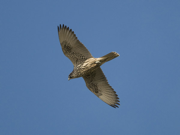 Tunturihaukka, Gyr Falcon, Falco rusticolus