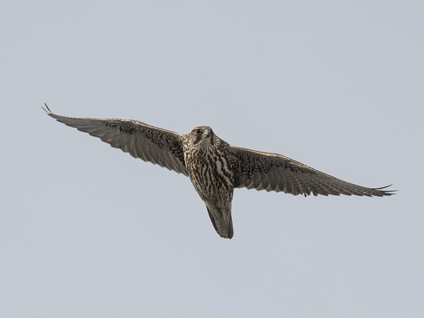 Tunturihaukka, Gyr Falcon, Falco rusticolus