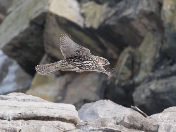 Tunturihaukka, Gyr Falcon, Falco rusticolus