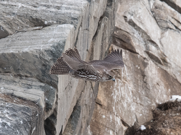 Tunturihaukka, Gyr Falcon, Falco rusticolus