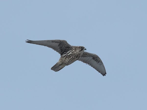 Tunturihaukka, Gyr Falcon, Falco rusticolus