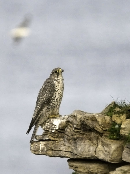 Tunturihaukka, Gyr Falcon, Falco rusticolus
