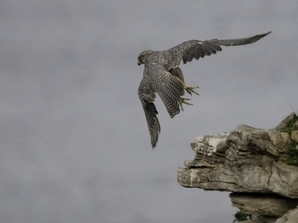 Tunturihaukka, Gyr Falcon, Falco rusticolus
