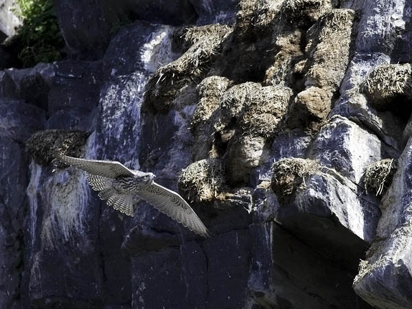 Tunturihaukka, Gyr Falcon, Falco rusticolus