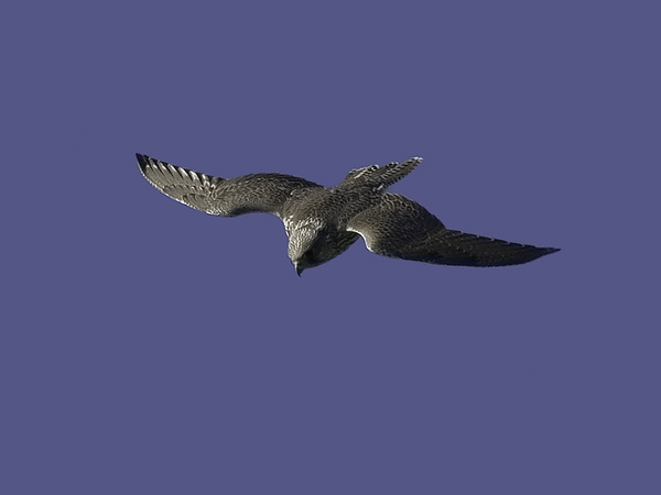 Tunturihaukka, Gyr Falcon, Falco rusticolus