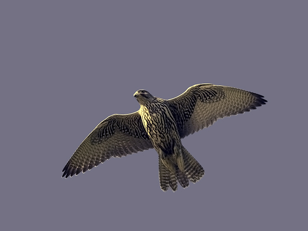 Tunturihaukka, Gyr Falcon, Falco rusticolus