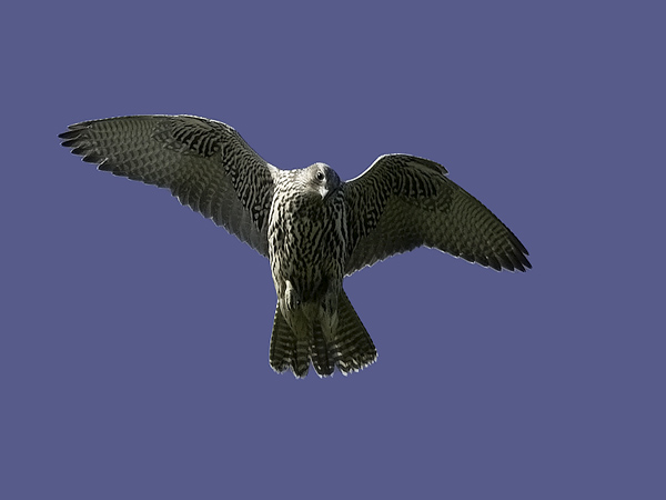 Tunturihaukka, Gyr Falcon, Falco rusticolus