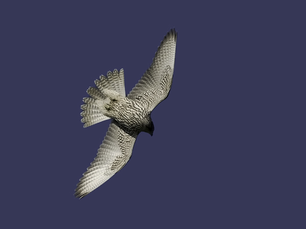 Tunturihaukka, Gyr Falcon, Falco rusticolus