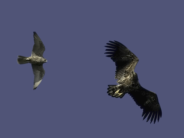 Tunturihaukka, Gyr Falcon, Falco rusticolus
