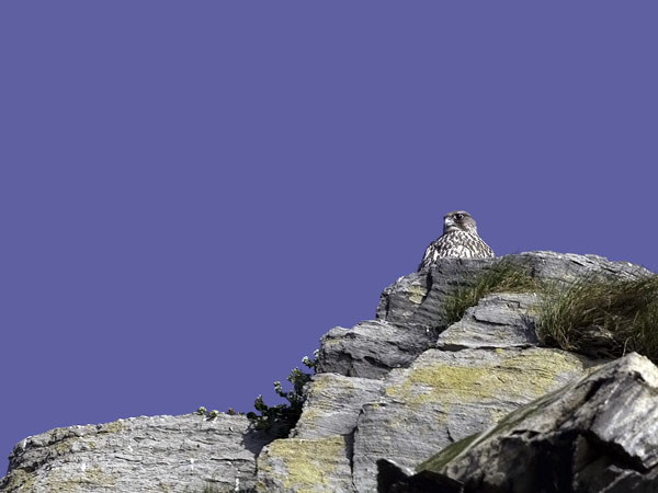 Tunturihaukka, Gyr Falcon, Falco rusticolus