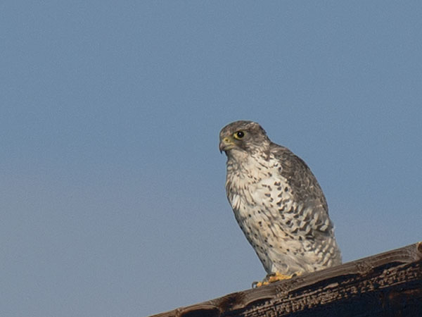 Tunturihaukka, Gyr Falcon, Falco rusticolus