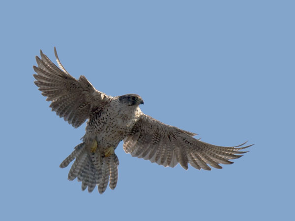 Tunturihaukka, Gyr Falcon, Falco rusticolus