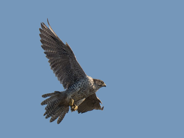 Tunturihaukka, Gyr Falcon, Falco rusticolus