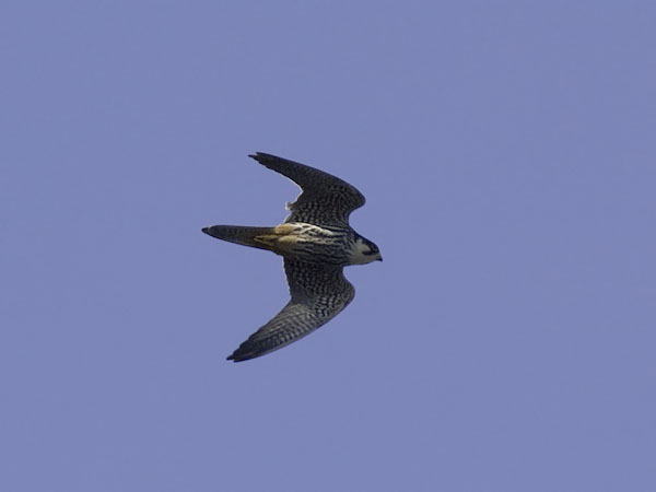 Nuolihaukka, Eurasian Hobby, Falco subbuteo