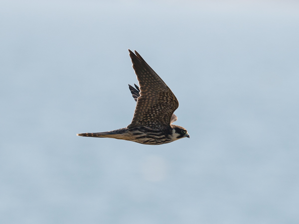 Nuolihaukka, Eurasian Hobby, Falco subbuteo