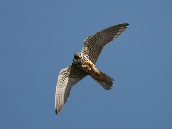 Nuolihaukka, Eurasian Hobby, Falco subbuteo