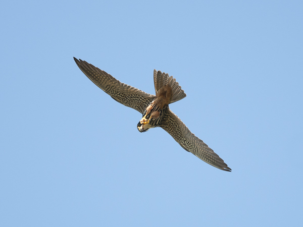 Nuolihaukka, Eurasian Hobby, Falco subbuteo