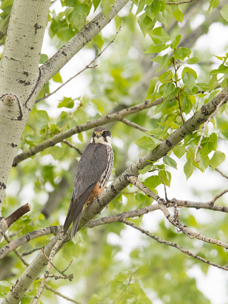Nuolihaukka, Eurasian Hobby, Falco subbuteo