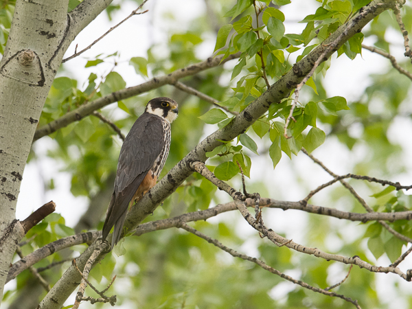 Nuolihaukka, Eurasian Hobby, Falco subbuteo