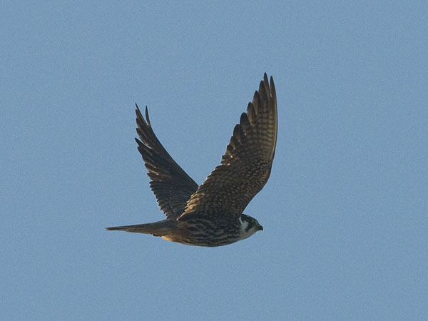 Nuolihaukka, Eurasian Hobby, Falco subbuteo