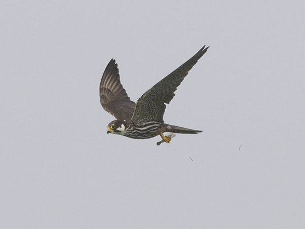 Nuolihaukka, Eurasian Hobby, Falco subbuteo