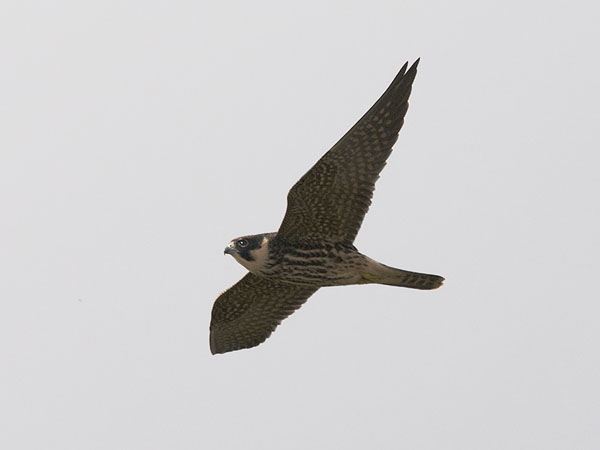 Nuolihaukka, Eurasian Hobby, Falco subbuteo