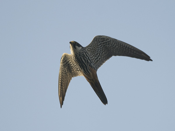 Nuolihaukka, Eurasian Hobby, Falco subbuteo