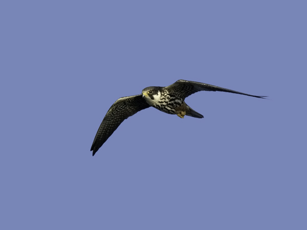 Nuolihaukka, Eurasian Hobby, Falco subbuteo