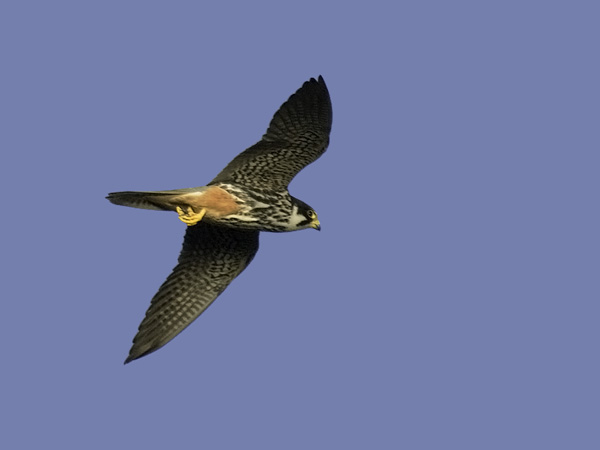 Nuolihaukka, Eurasian Hobby, Falco subbuteo
