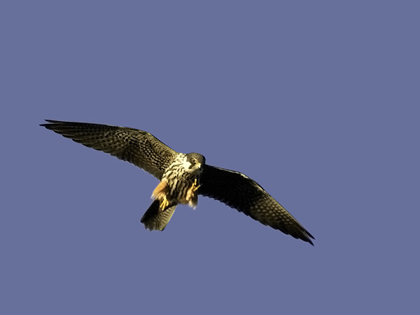 Nuolihaukka, Eurasian Hobby, Falco subbuteo