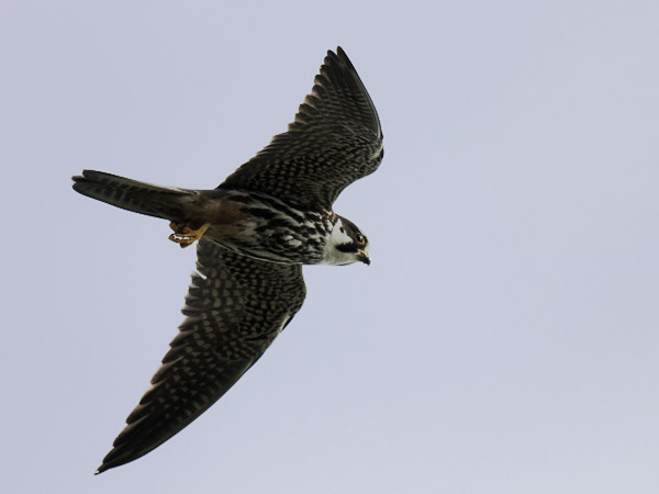 Nuolihaukka, Eurasian Hobby, Falco subbuteo