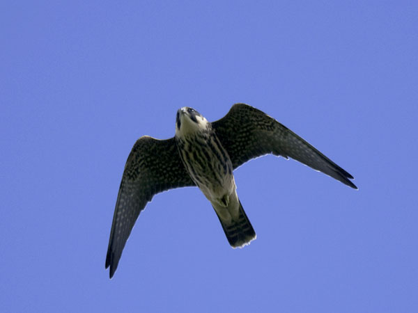 Nuolihaukka, Eurasian Hobby, Falco subbuteo