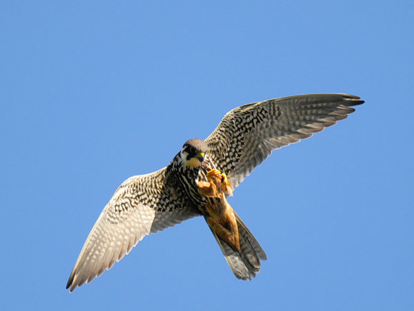 Nuolihaukka, Eurasian Hobby, Falco subbuteo